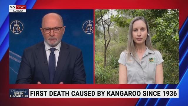 ‘They’re wild animals’: Kangaroo kills elderly man смотреть онлайн