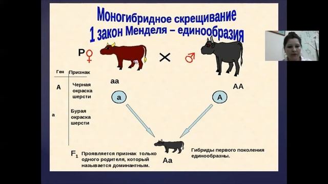 Моногибридное скрещивание смотреть онлайн