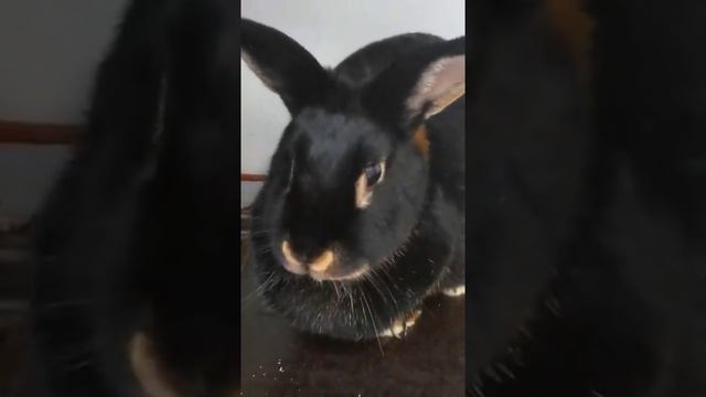 Когда ребёнок первый раз увидео кролика смотреть онлайн