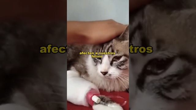 ✅️ La Prevención 🐈 #prevención #gatos #paracitos смотреть онлайн