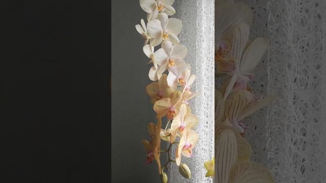 Фаленопсис Торино смотреть онлайн