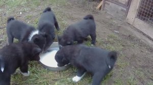 Щенки Русско-Европейской лайки. Рождены 02.10.24.