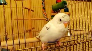 Кот Джей ( сын Татоши ) и Морозко попугай на экране и дома