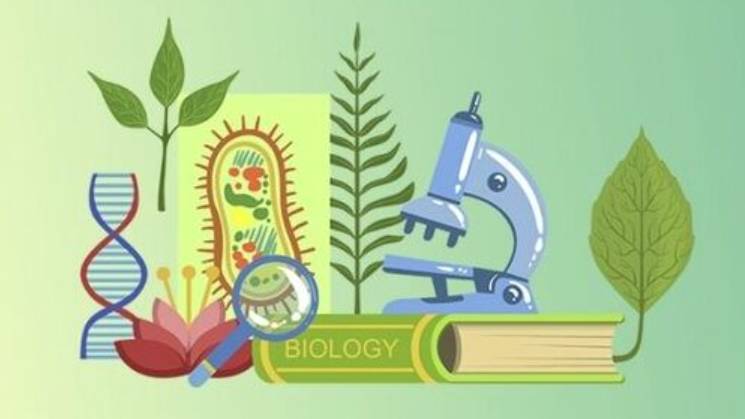 Биология 8 класс. Строение головного мозга.-- смотреть онлайн