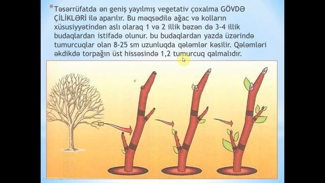 14 VEGETATİV ÇOXALMA смотреть онлайн