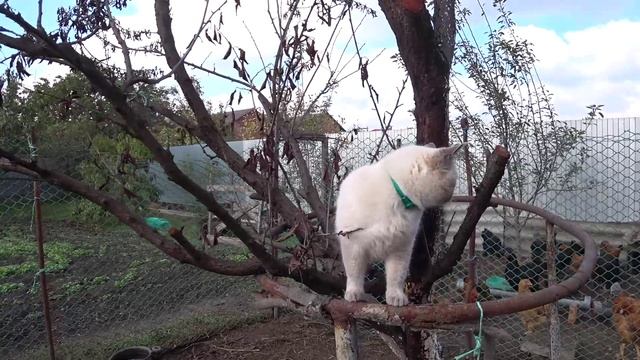 Инжир поспевает🌰Блины с начинкой 😋🍓🍑🍏 Обновили загон для курочек🐤🐔Живем в своем доме🏠 смотреть онлайн