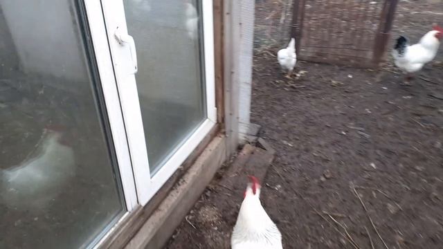 с выгула на улицу.... смотреть онлайн