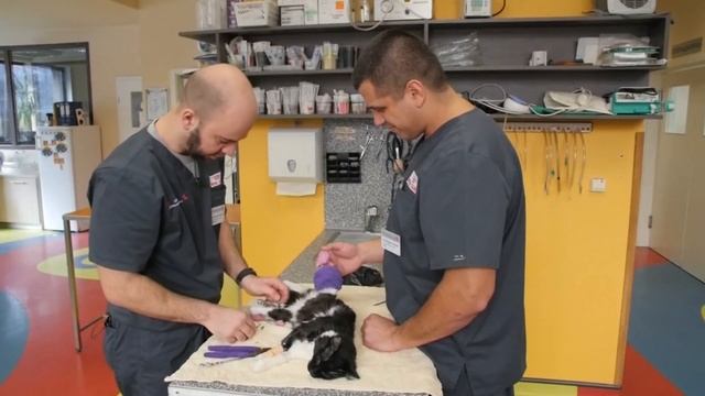 Kitty gets bionic legs thanks to groundbreaking surgery смотреть онлайн