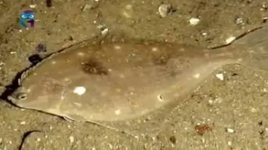 Калкан смотреть онлайн