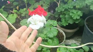 Обзор моих цветочков)