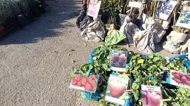 В город на кубанскую ярмарку 🍓🍐🍑🍏🍒 Купила что хотели🌱 смотреть онлайн