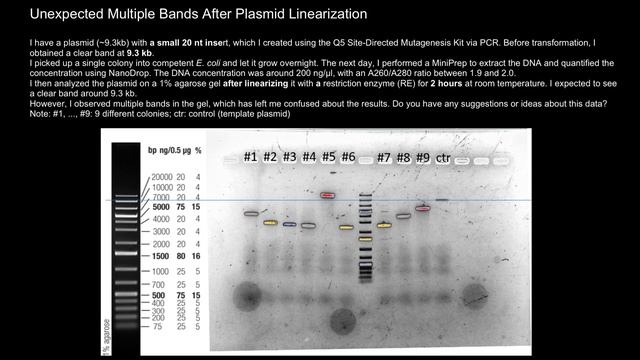 Unexpected Multiple Bands After Plasmid Linearization: Insights on Gel Electrophoresis Results смотреть онлайн