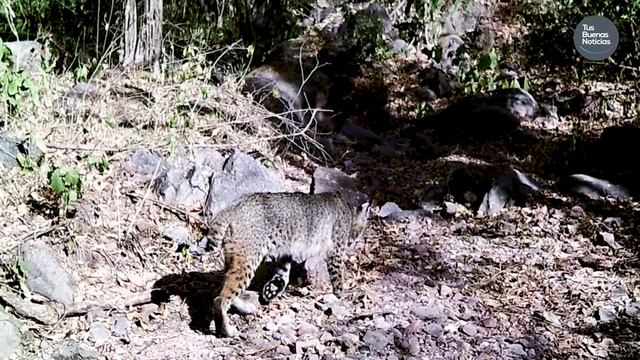 Un león en Culiacán y hay más fieras | Tus Buenas Noticias смотреть онлайн