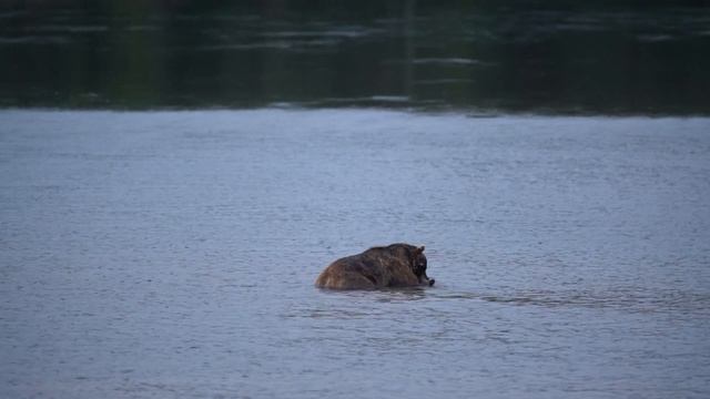 Доминантный медведь топит молодого медведя смотреть онлайн