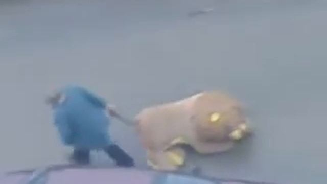 Бабка тащит лва за хвост