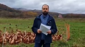 Птицеводство под угрозой запрета.