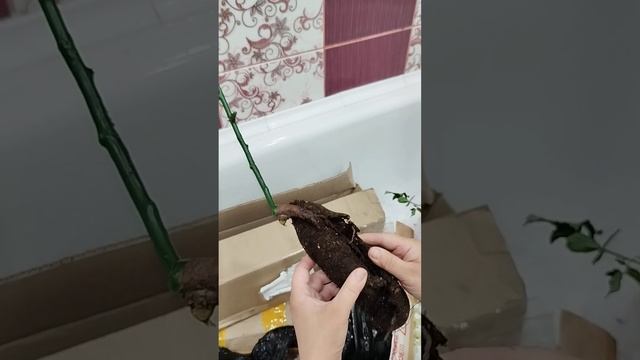 распаковка розы с Озона смотреть онлайн
