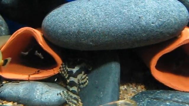L134 - Leopard Frog Pleco 1 смотреть онлайн