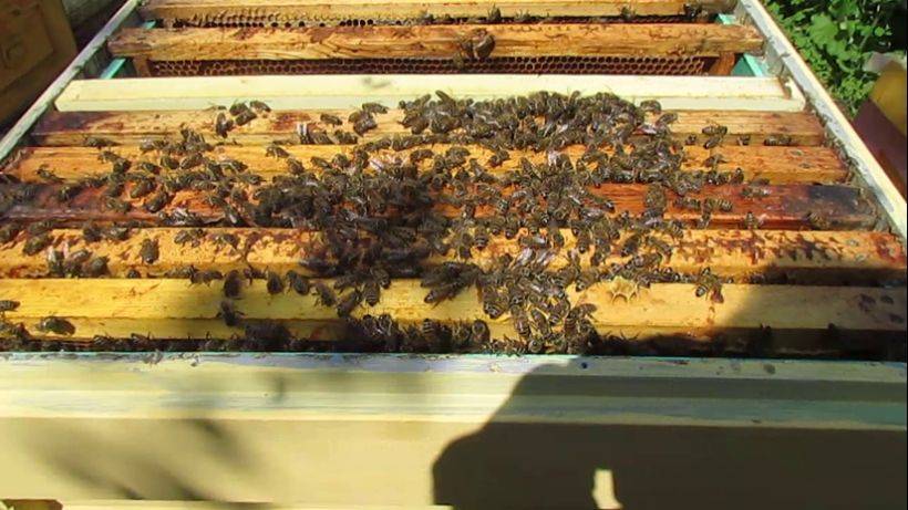 пчеловодство на ячейке 4,9 мм - часть 59, для выращивания трутня улочка 13 мм смотреть онлайн