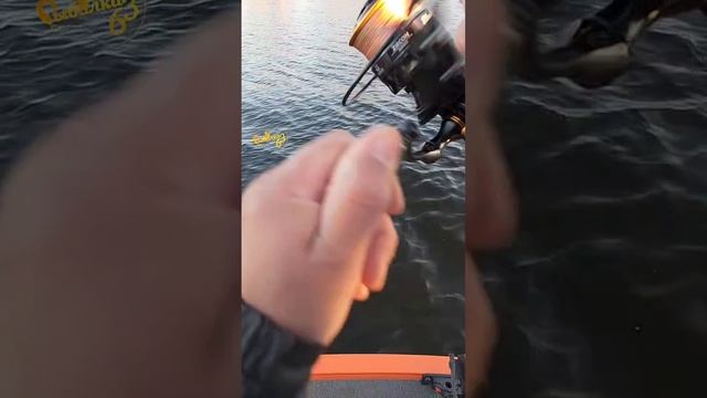 Как искать щуку с Panoptix смотреть онлайн