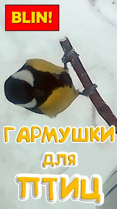 Большая синичка распознаёт 