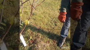 Часть 1.Вишня.Обрезка на плодоношение и формирование кроны.#обрезкадеревьев #tagetes