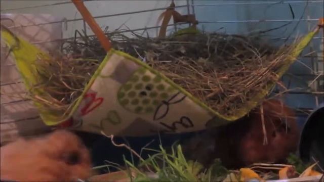 Popcorning guinea pigs \ МИКС \ сборник попкорнинга смотреть онлайн