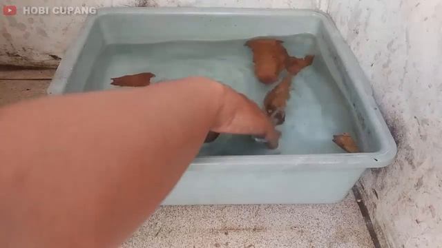 Cara Mengatasi Ikan Cupang Tidak Mau Membuat Gelembung Sarang смотреть онлайн