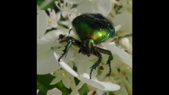 2020 Мгновения 11 За мёдом смотреть онлайн