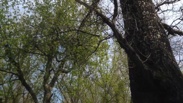 БЕЛКИ РЕЗВЯТСЯ НА ДЕРЕВЕ 30.04.2021 смотреть онлайн