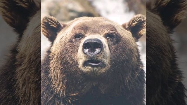 медведь смотреть онлайн