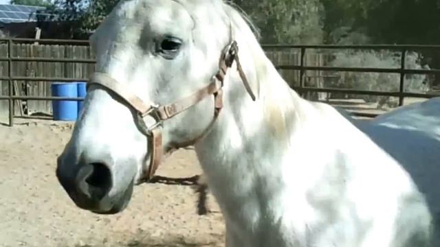 Animal Communication in Action with Anna Twinney смотреть онлайн