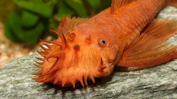 Купил Анциструсов типа Супер Ред, Но не очень то они Ред. смотреть онлайн