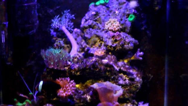 Мой морской аквариум смотреть онлайн