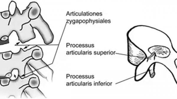 Kolay Anatomi: Articulationes zygapophysiales (faset eklemler)