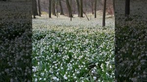 Пётр Ильич Чайковский (весна(апрель)