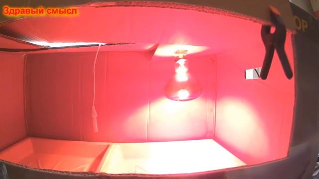 Брудер для цыплят за 5 минут смотреть онлайн