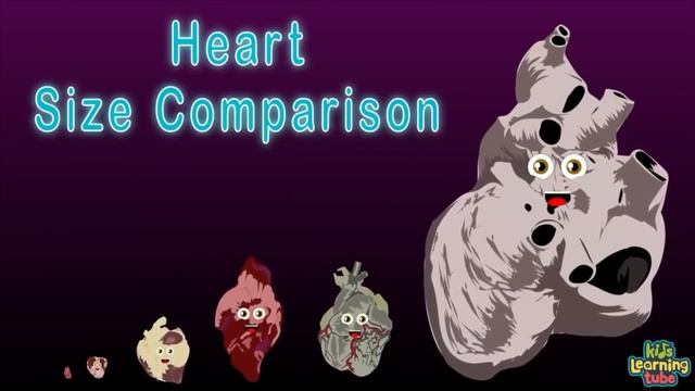 I am YOUR Pancreas! | The Human Pancreas Song | KLT Anatomy смотреть онлайн