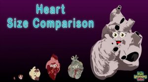 I am YOUR Pancreas! | The Human Pancreas Song | KLT Anatomy