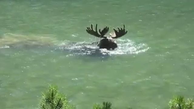 Лось. смотреть онлайн