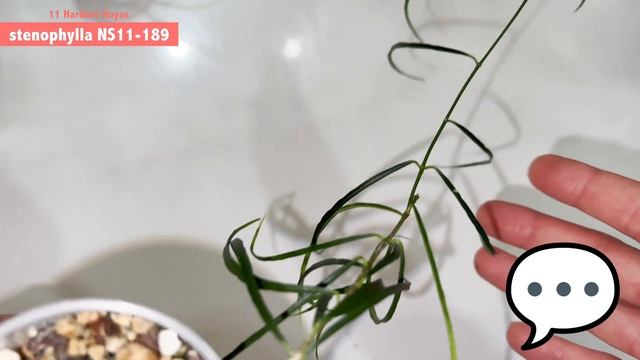 🥵 11 Hardest HOYAS | How to keep them alive? | Care tips | Growth update | Sensitivity | Watering смотреть онлайн