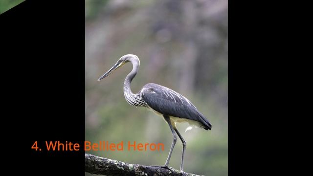 Endangered Animals in India смотреть онлайн