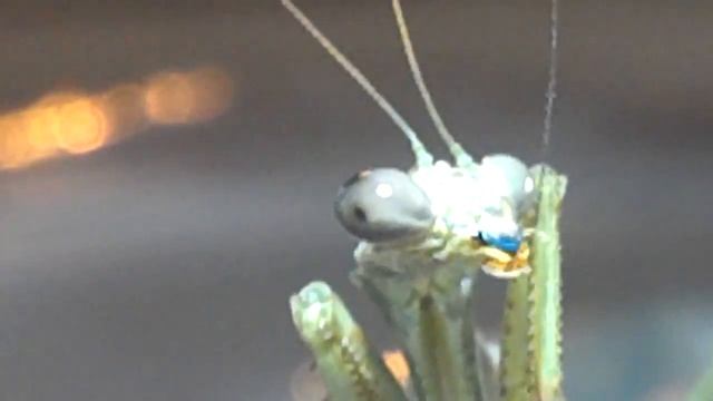 Praying Mantis Eyes in HD смотреть онлайн