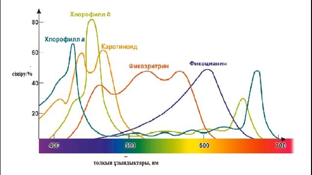 11класс. Биология.Фотосинтездің пигменттері