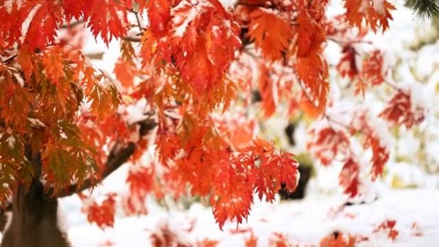 Winter Wonderland at Chicago botanic Garden on 11/01/2019 смотреть онлайн