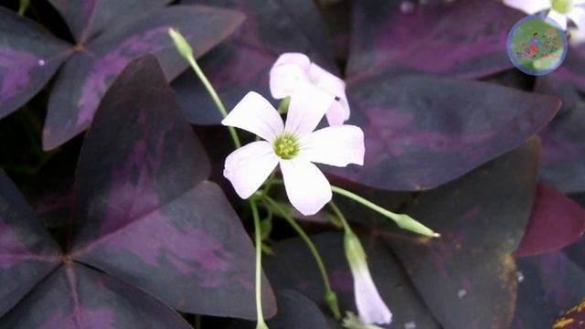 15 Best Indoor Plants that gives beautiful Flowers too | Indoor plants that bloom смотреть онлайн