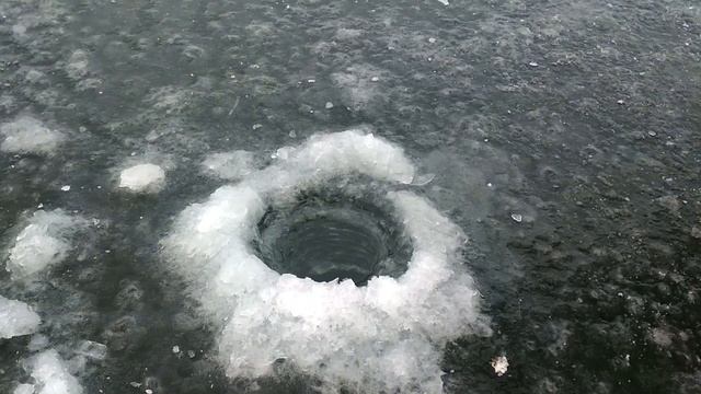 НАЖИВКА для окуня - ОКУНЕВЫЙ ГЛАЗ. Good bait for perch - PERCH EYE. смотреть онлайн