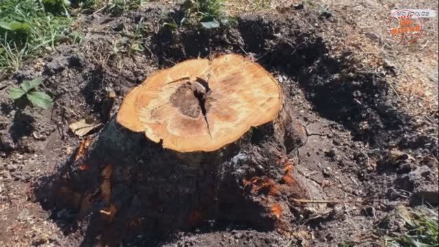 Как быстро удалить пень на участке без корчевания и селитры смотреть онлайн