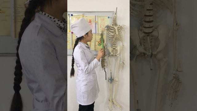 Анатомия. Остеология. Мойын омыртқалары. Омыртқа бағанасы. Vertebrae cervicales. Atlas. Axis. смотреть онлайн
