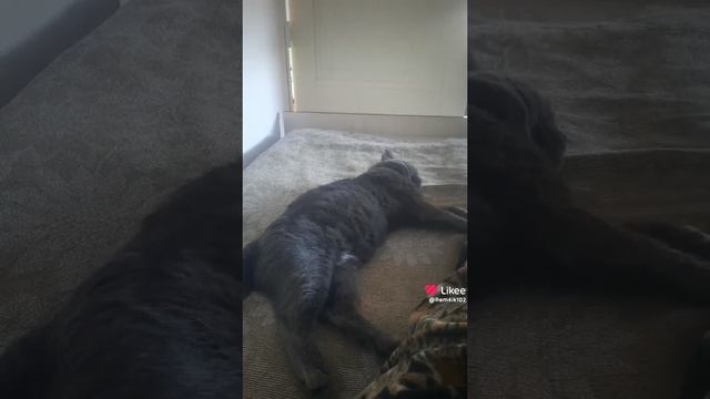 И так каждый день😆 смотреть онлайн